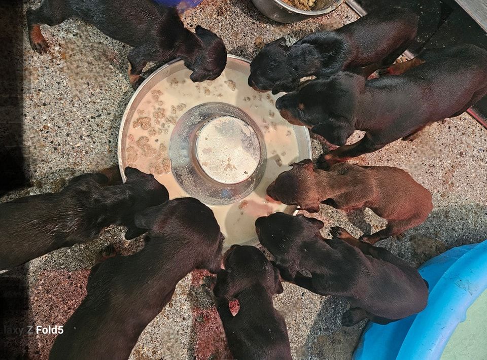 Several dogs gathered around a feeding bowl on a gravel ground.