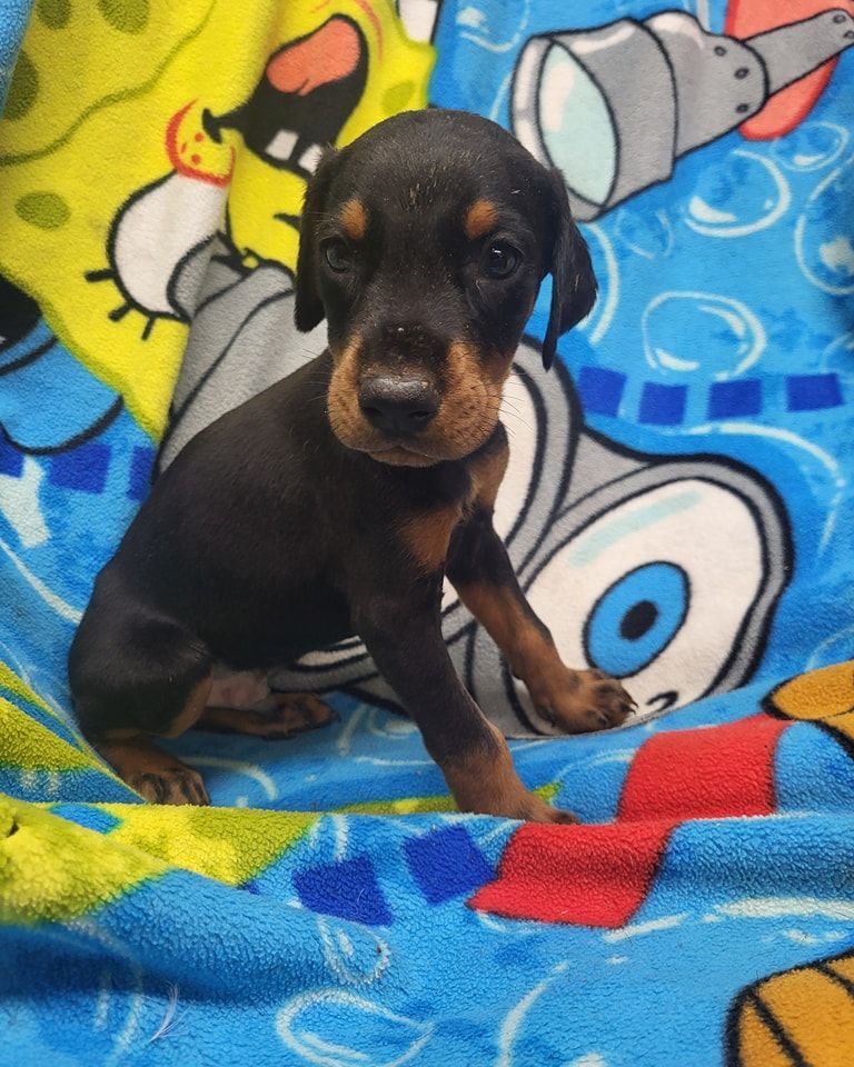 Small black-and-tan puppy sitting on a colorful cartoon blanket