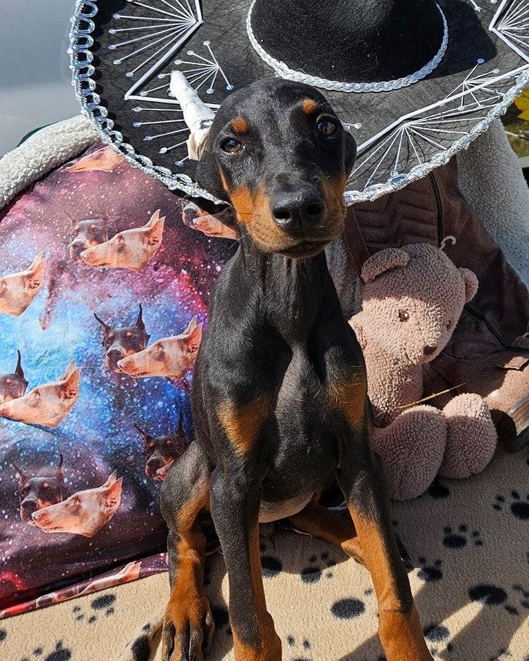 Small black-and-tan dog wearing a sombrero, sitting on a spotted blanket beside colorful pillows.