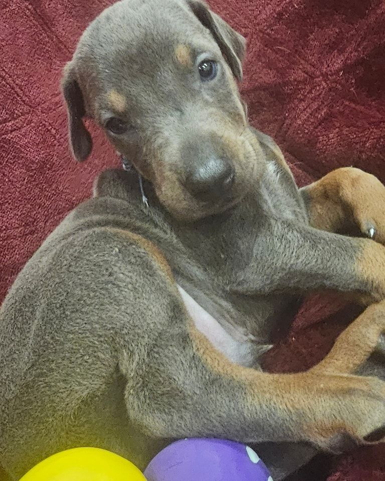 Gray and tan puppy lying on a red blanket, looking at the camera, with yellow and purple balls nearby