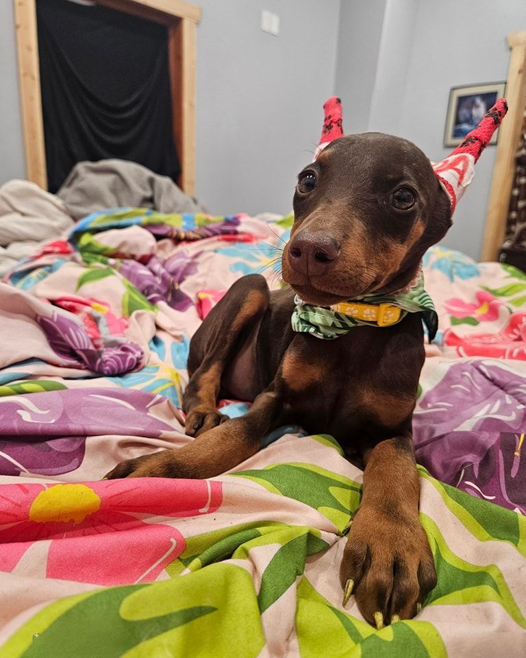 Small brown dog with a green collar sitting on a colorful bed in a bedroom