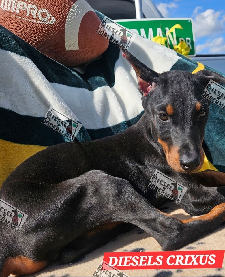 Black-and-tan puppy lying on a blanket beside a football, with a “DIESELS CRIXUS” tag.