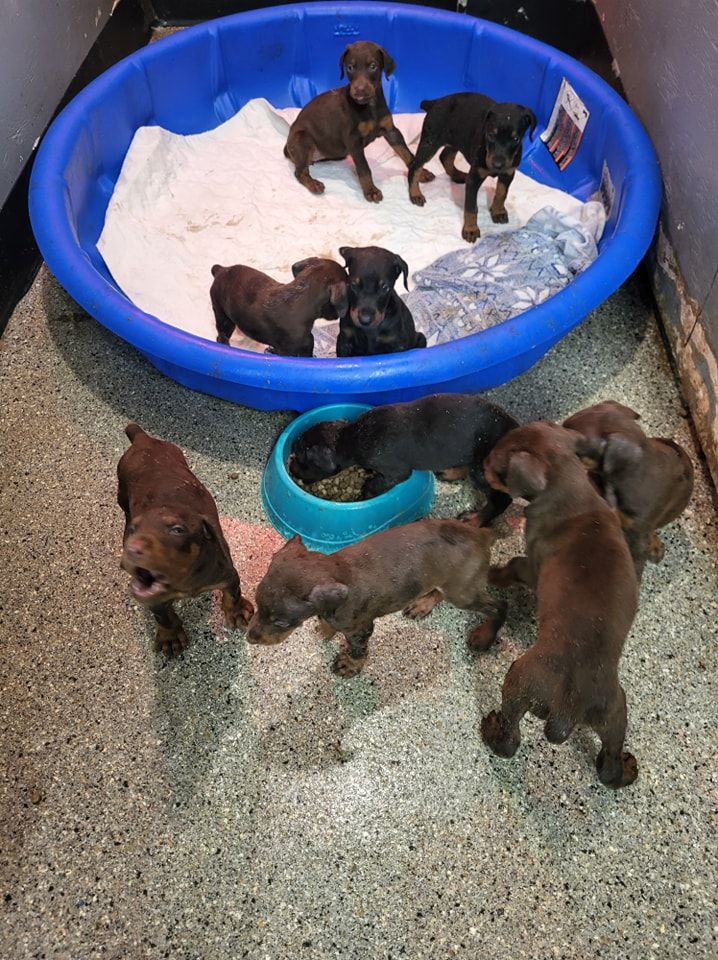 Several puppies in and around blue plastic pools indoors, some standing on white bedding and near a water bowl.