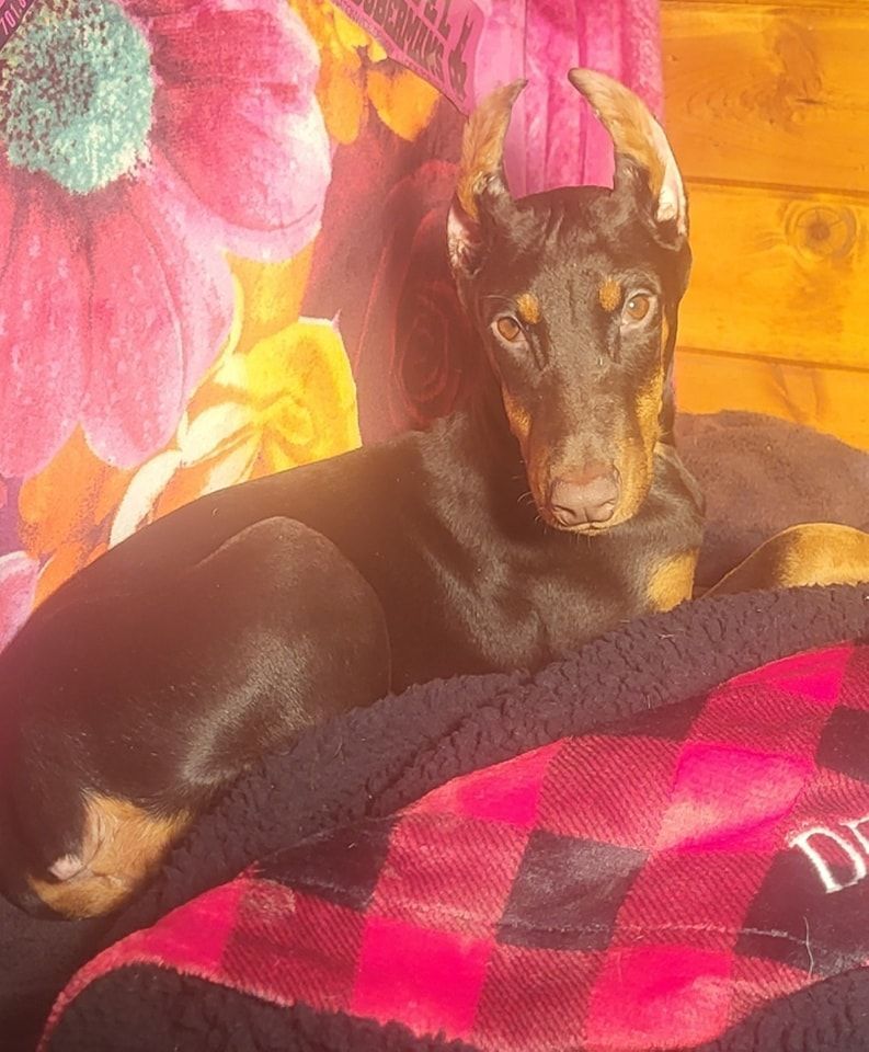 Small black-and-tan dog lying on a pink-and-black blanket inside a warm yellow room