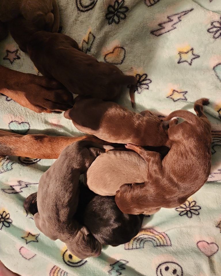Five small puppies cuddled together on a patterned blanket
