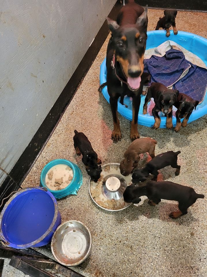 Dog with several puppies around feeding bowls in a blue kiddie pool indoors