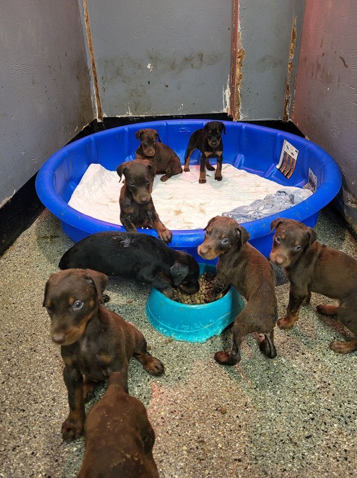 Several brown puppies in a blue plastic kiddie pool and around a small basin indoors