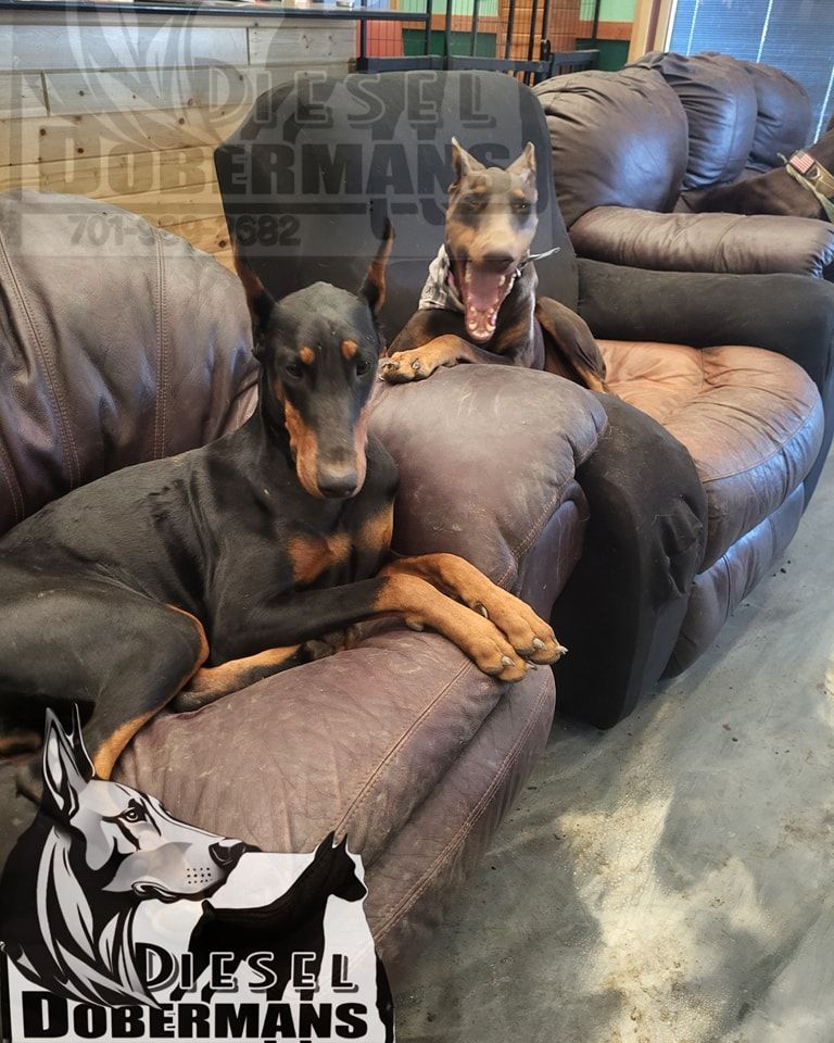 Two Doberman dogs lounging on a couch, one yawning with front paws on the armrest.