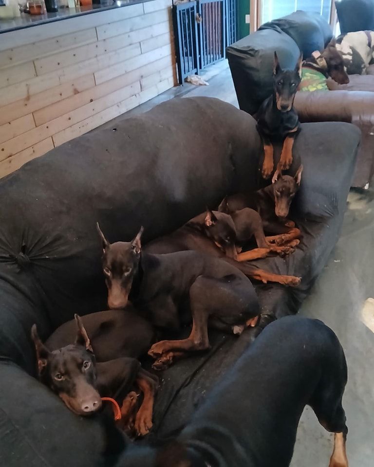Several black Doberman puppies lie on a couch beside an adult dog in a room.