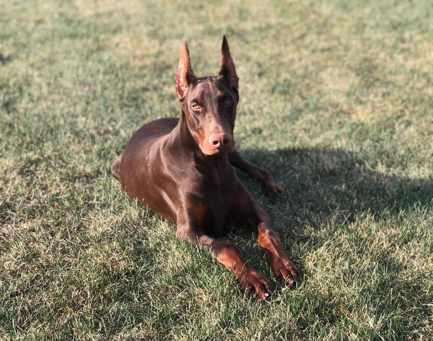 Brown Doberman pinscher lying on grass, ears up and facing the camera.