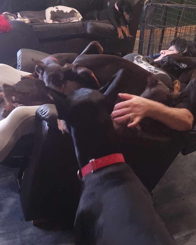 Black dog with red collar reaching toward a person’s lap on a couch in a dim living room