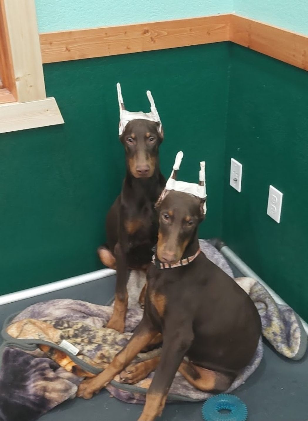 Two black-and-tan dogs sitting on a blanket in a corner with teal walls and tan trim
