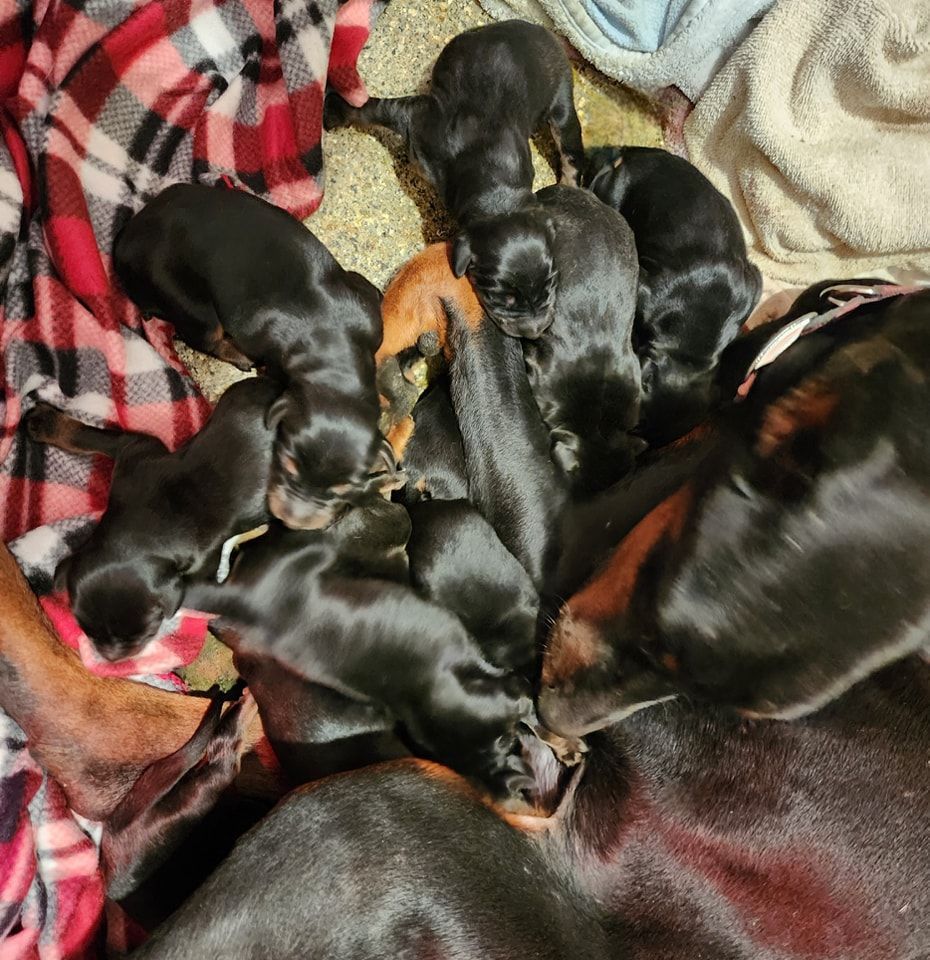Sleeping black and tan puppies cuddled together on a blanket