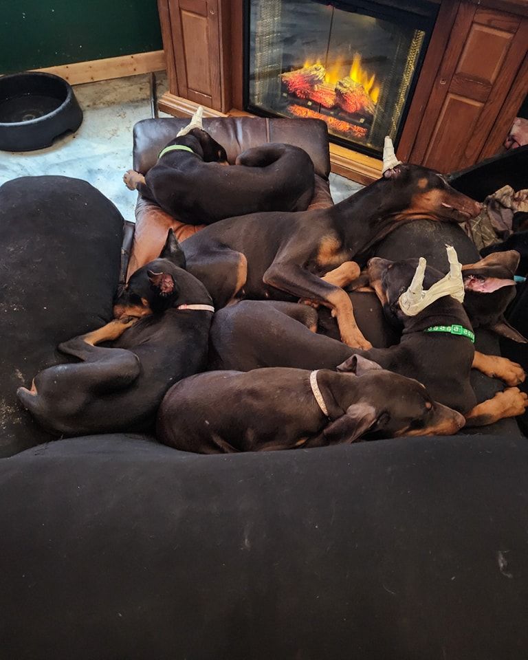 Several dogs sleeping together on a black couch in front of a lit fireplace.