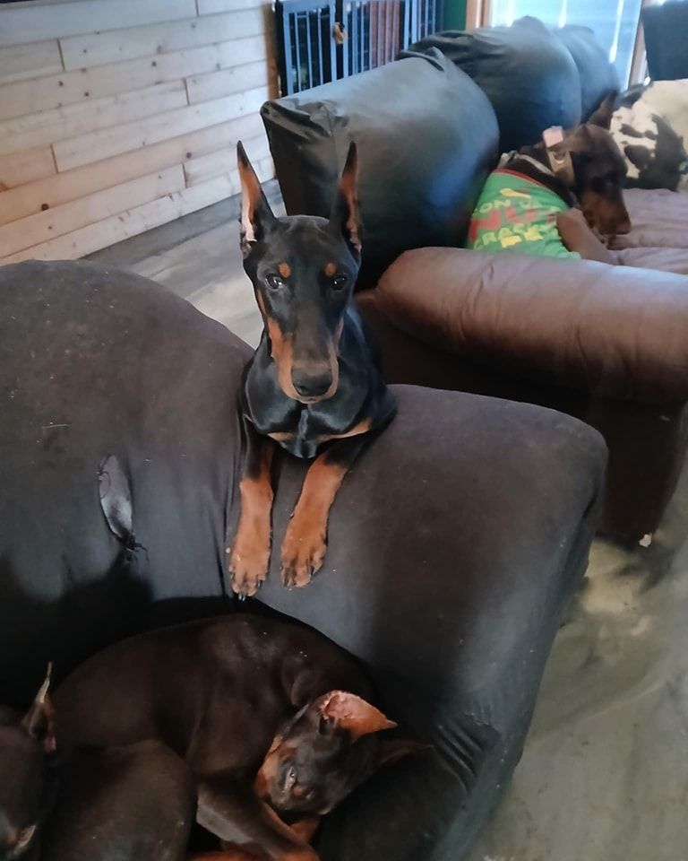 Doberman standing on a couch beside a sleeping black dog in a living room