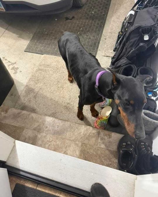 Black-and-tan dog with a purple collar stands by shoes on a tiled entryway floor.