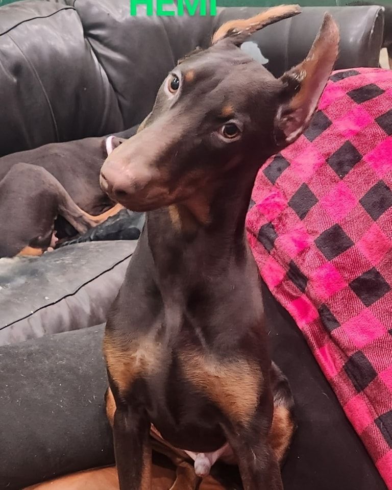 Small brown-and-tan dog sitting on a couch, tilting its head beside a pink-and-black blanket.