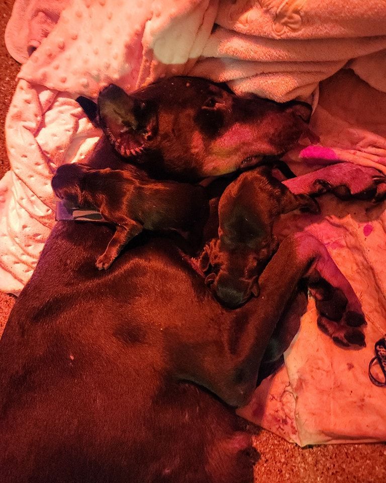 Black dog sleeping on a pink blanket beside a small black-and-tan puppy under warm red light