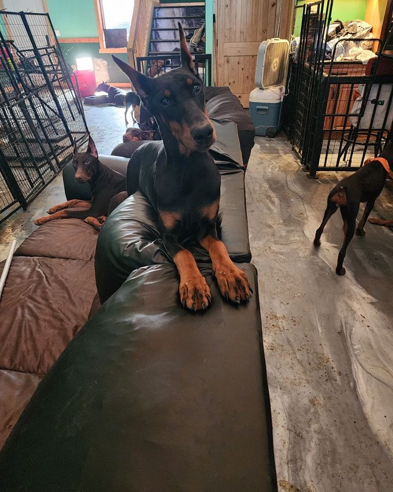 Doberman puppy lying on a couch in a room, with another dog standing nearby.