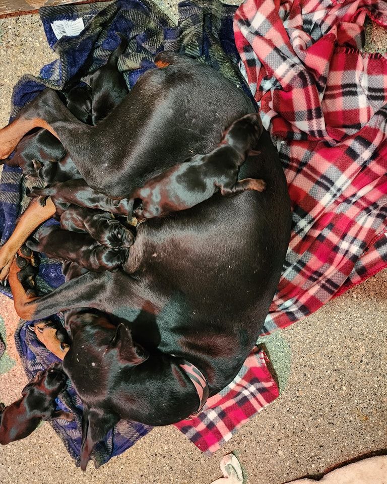 Sleeping black-and-tan dog curled on a red plaid blanket indoors
