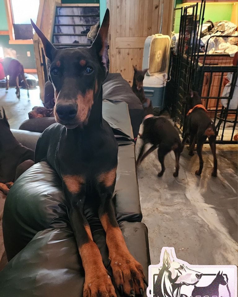 Doberman pinscher on a couch indoors, with two other dogs in the background.