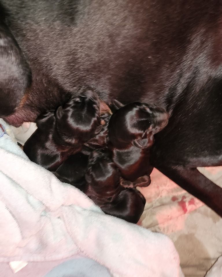 Four tiny black puppies nursing against their mother on a light blanket.