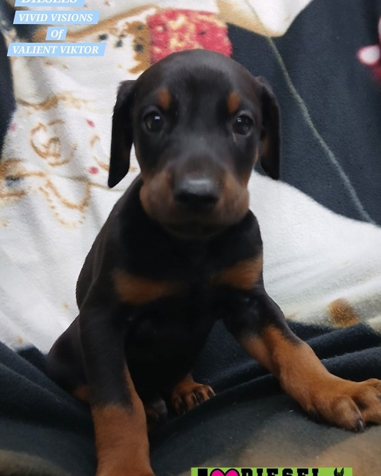 Black and tan puppy sitting on a blanket, looking at the camera with floppy ears.