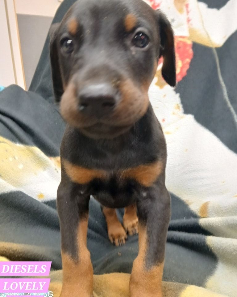 Black and tan puppy sitting on a couch, looking at the camera.
