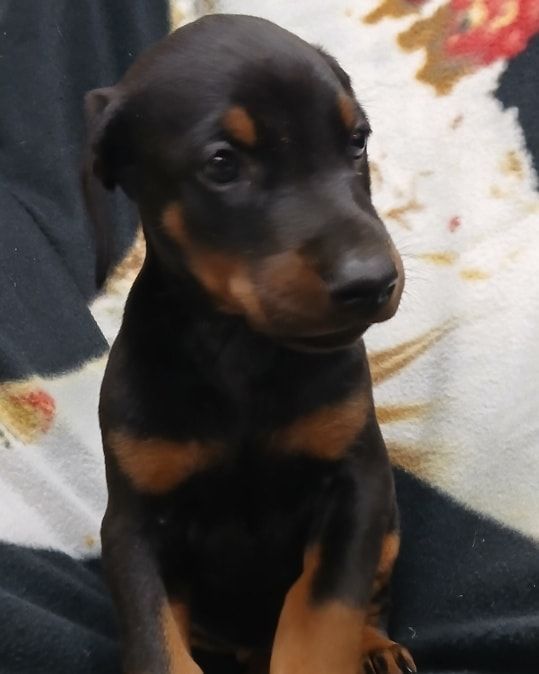 Black and tan puppy sitting on a patterned blanket, looking to the side.