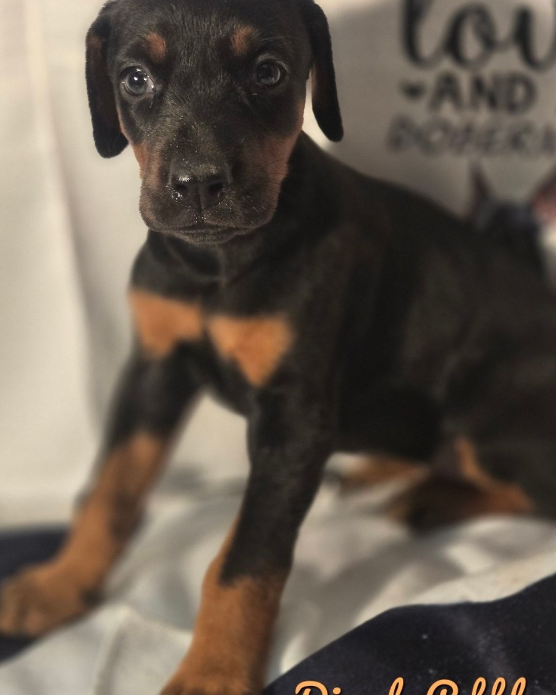 Black-and-tan puppy sitting on a blanket with a blurred heart-themed background.