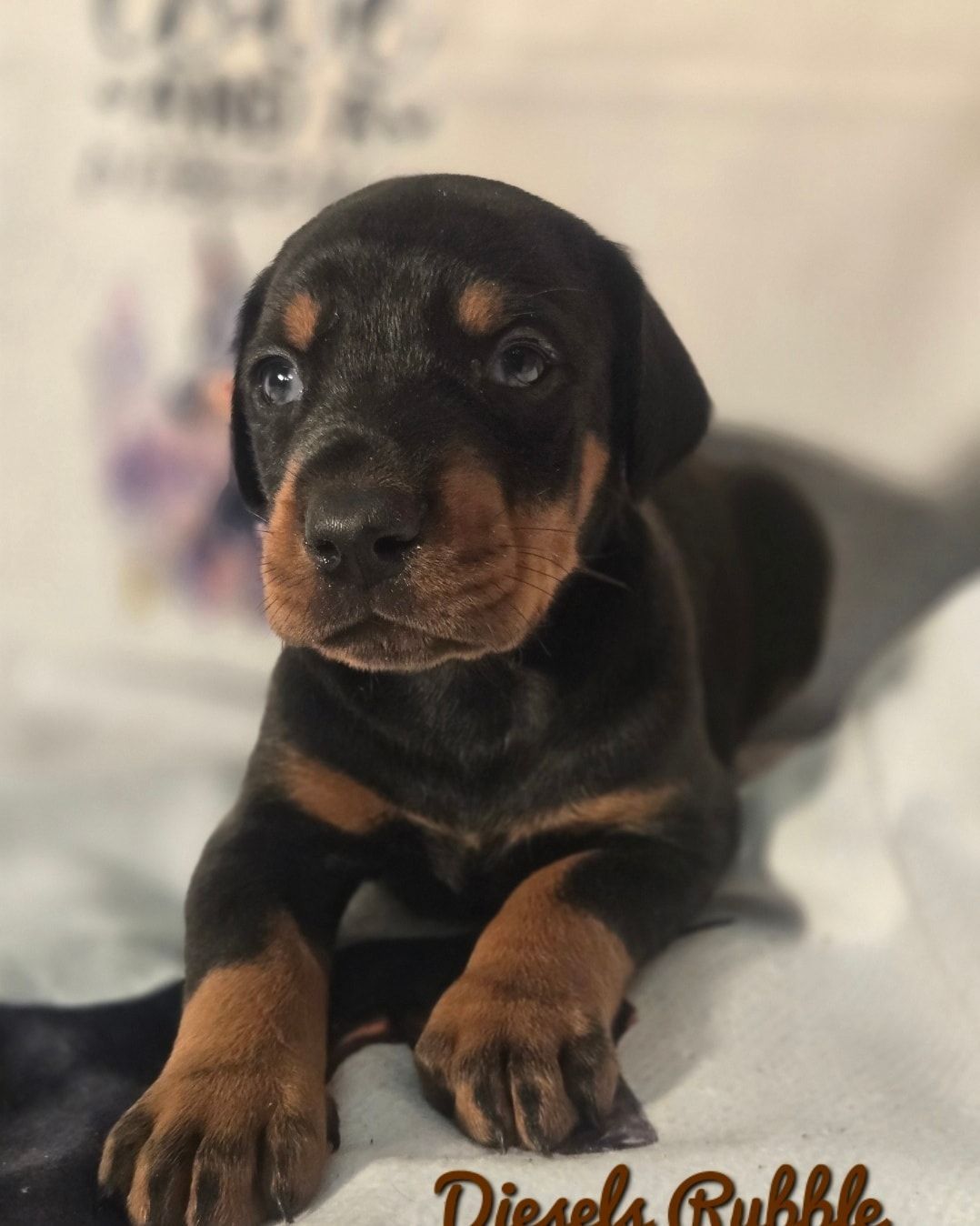 Black-and-tan dachshund puppy lying down on a soft white blanket, looking at the camera.
