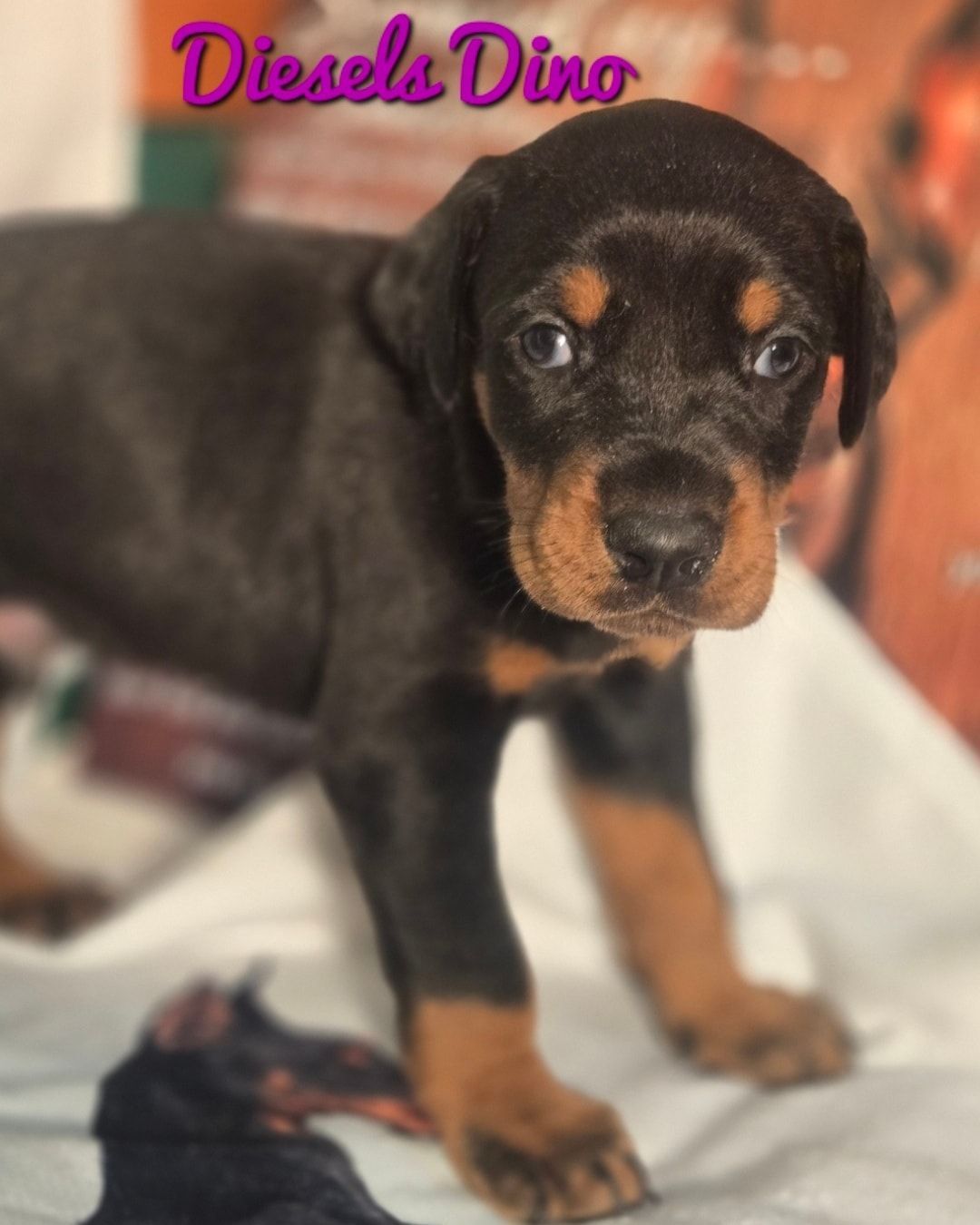 Black-and-tan puppy standing on a blanket with “Diesel Dino” text in the corner