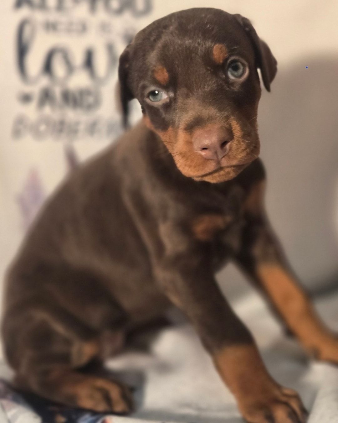 Brown and tan puppy sitting on a soft blanket, looking at the camera.