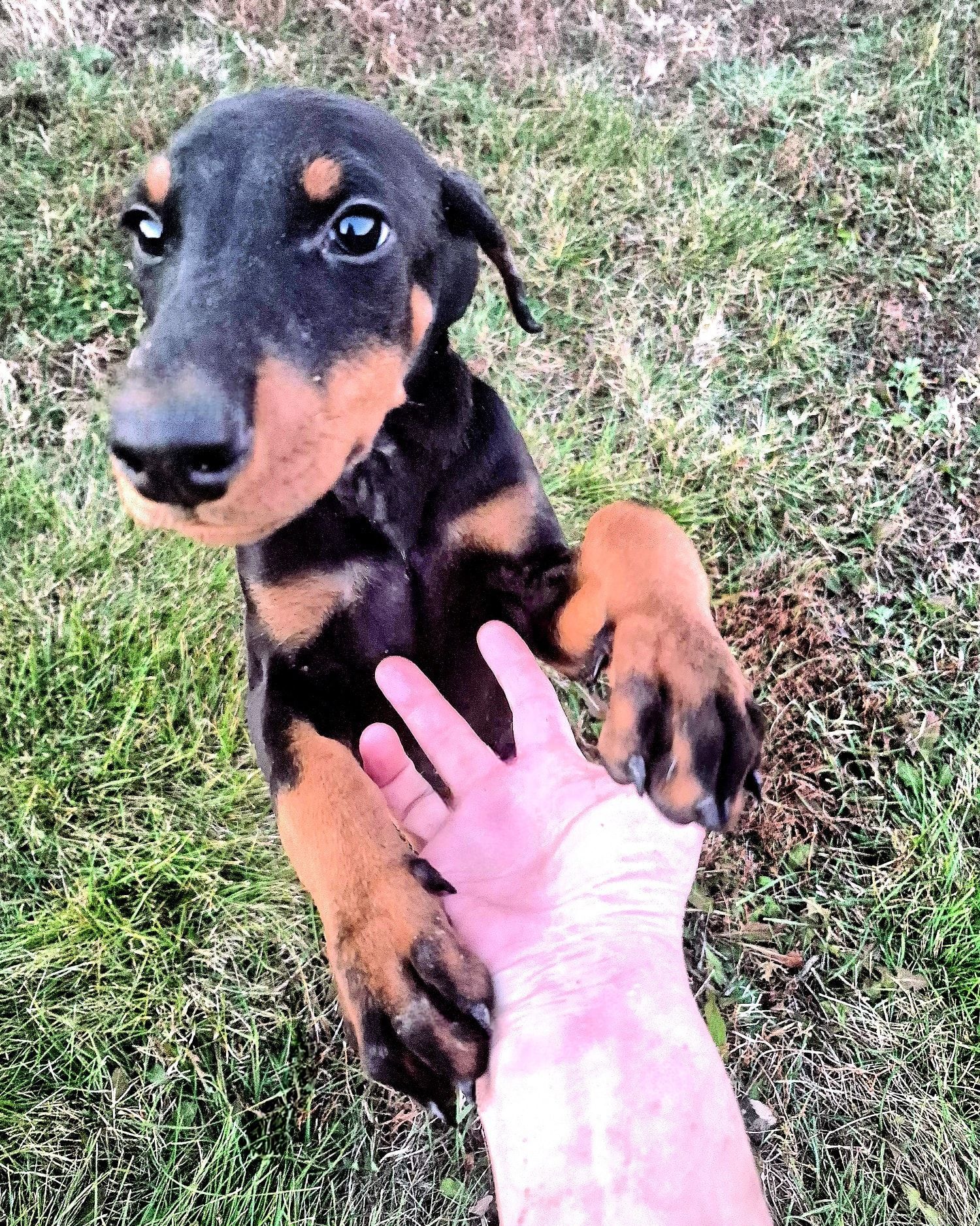 Black-and-tan puppy standing on grass, gently holding a person’s hand with one paw