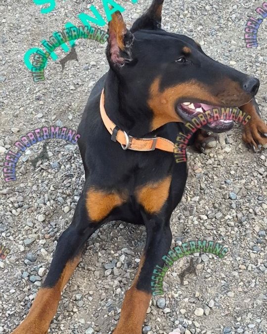 Black and tan Doberman lying on gravel, wearing a tan collar, looking to the side.