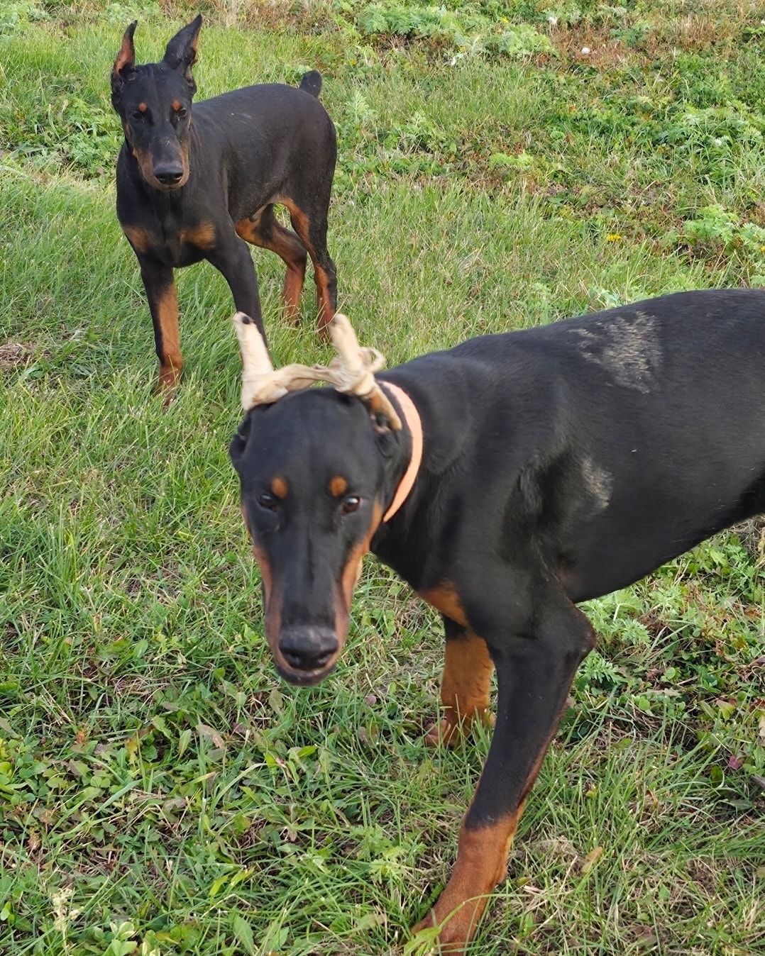 Two black-and-tan dogs on grass, one wearing antlers and facing the camera