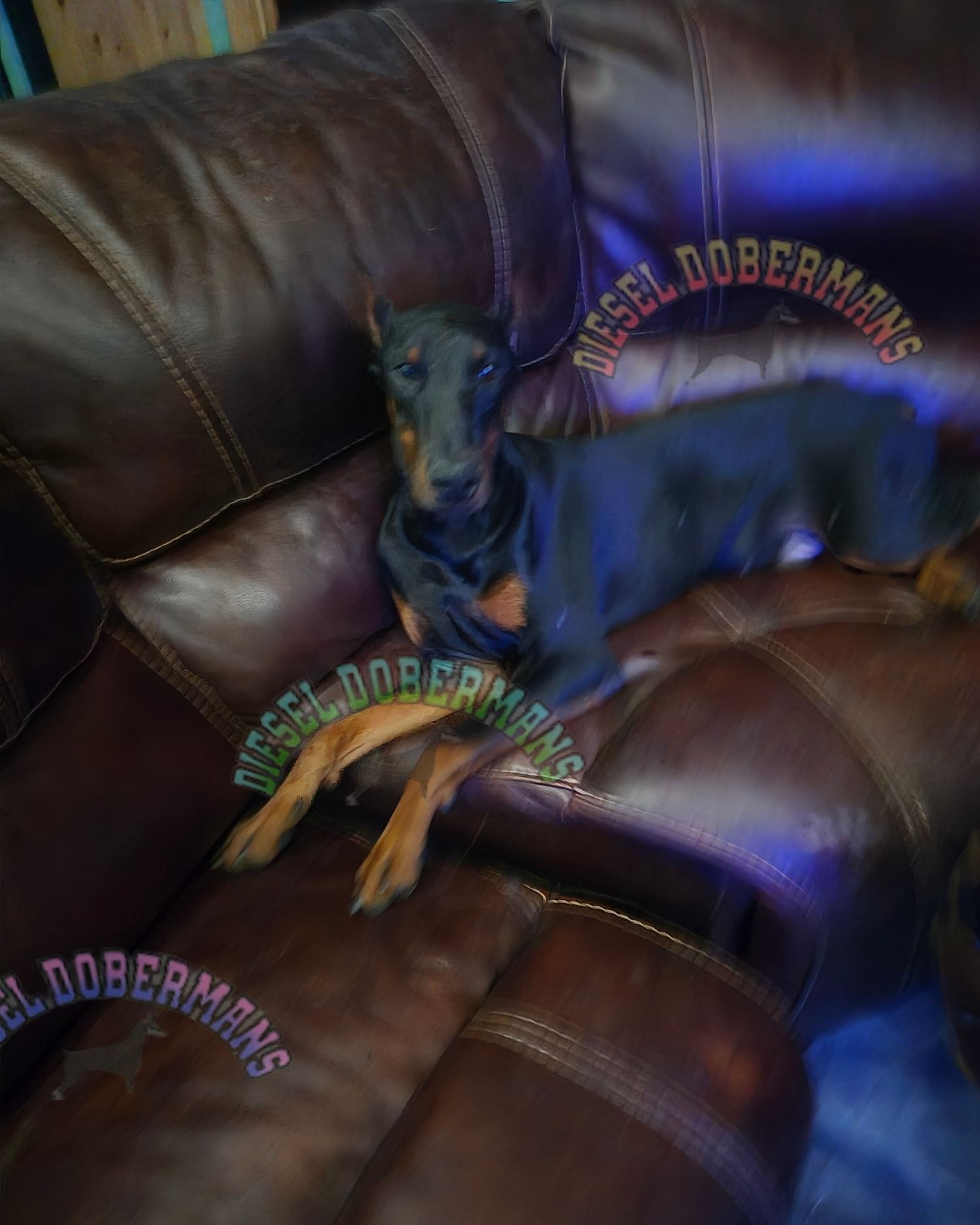 Black-and-tan Doberman resting on a dark leather couch with a curved watermark text overlay.