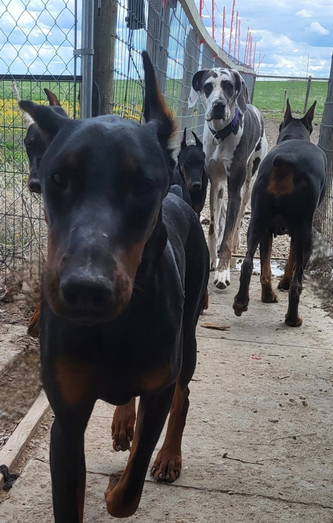 Three dogs walking down a kennel corridor, led by a black-and-tan dog in front.