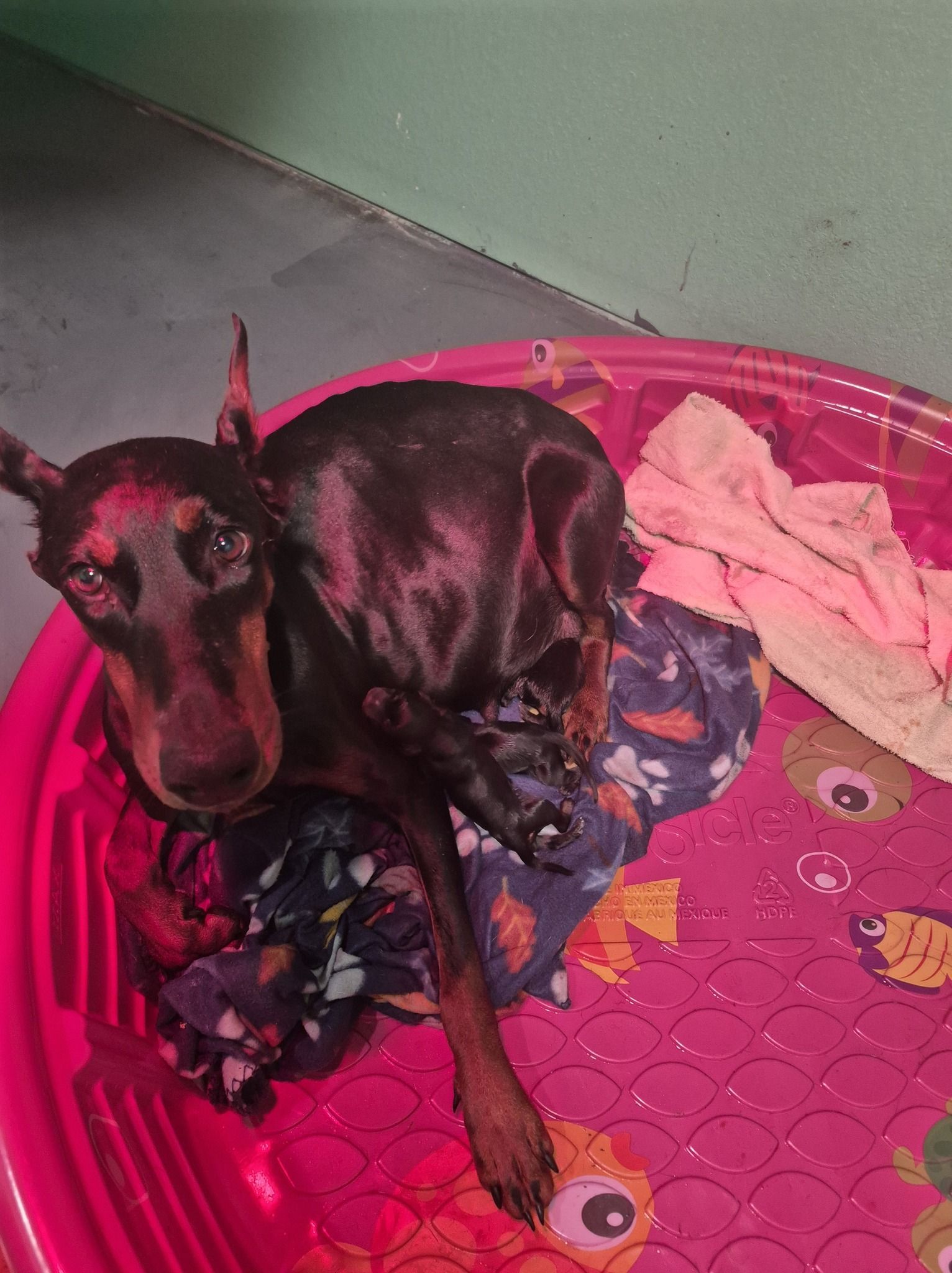 Black dog curled on a pink bed with blankets against a green wall.