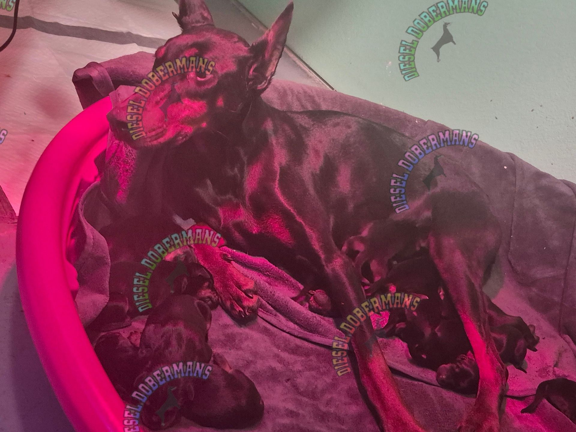 Two dogs curled up together in a pink bed, one black and one brindle.