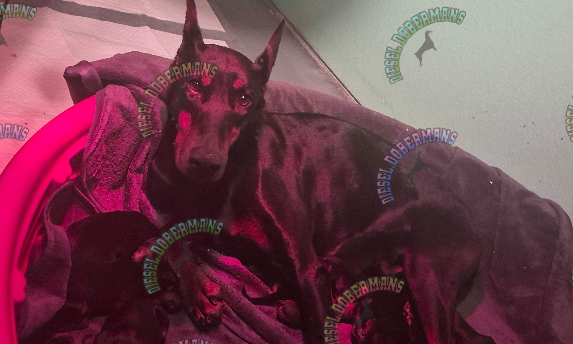 Dark fantasy creature under pink and purple lighting, with glowing eyes and horned head.