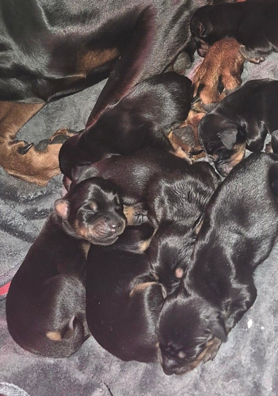 Several sleeping black and tan puppies cuddled together in a pile