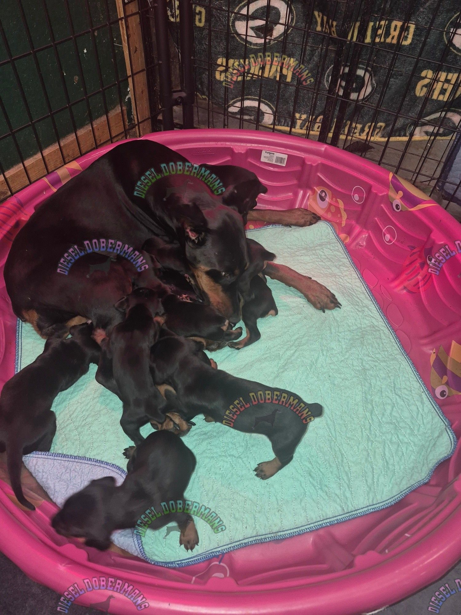 Five black puppies huddled in a pink kiddie pool with a turquoise blanket inside a kennel