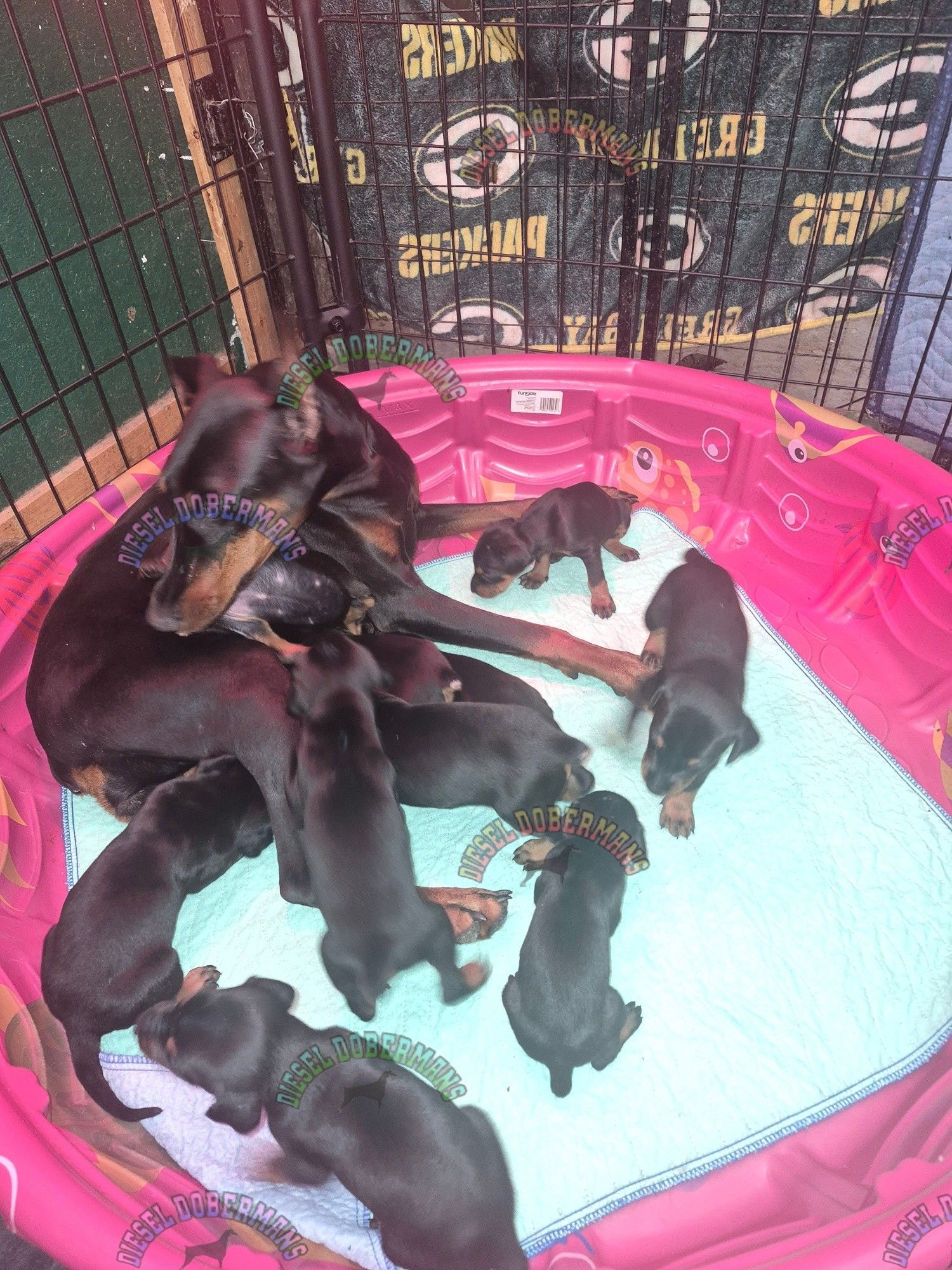 Black mother dog nursing several black puppies in a pink whelping pool with a blue pad
