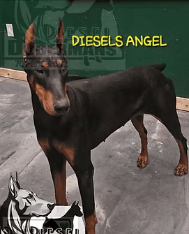 Black and tan Doberman standing indoors with “DIESELS ANGEL” text above it