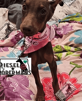 Brown puppy in a pink bandana sitting on a floral bedspread with a Diesel Dobermans watermark.