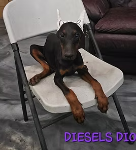 Black and tan dog lounging on a white folding chair indoors, with purple text at the bottom.
