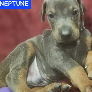 Gray puppy lying on a person’s lap against a pink background, with “NEPTUNE” text in the corner