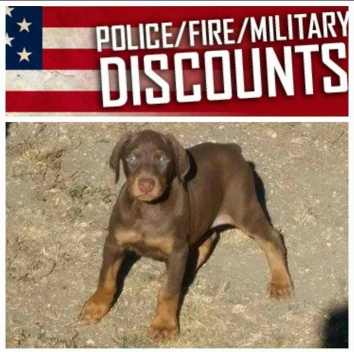 Brown puppy sitting under a “Police/Fire/Military Discounts” banner on a concrete surface