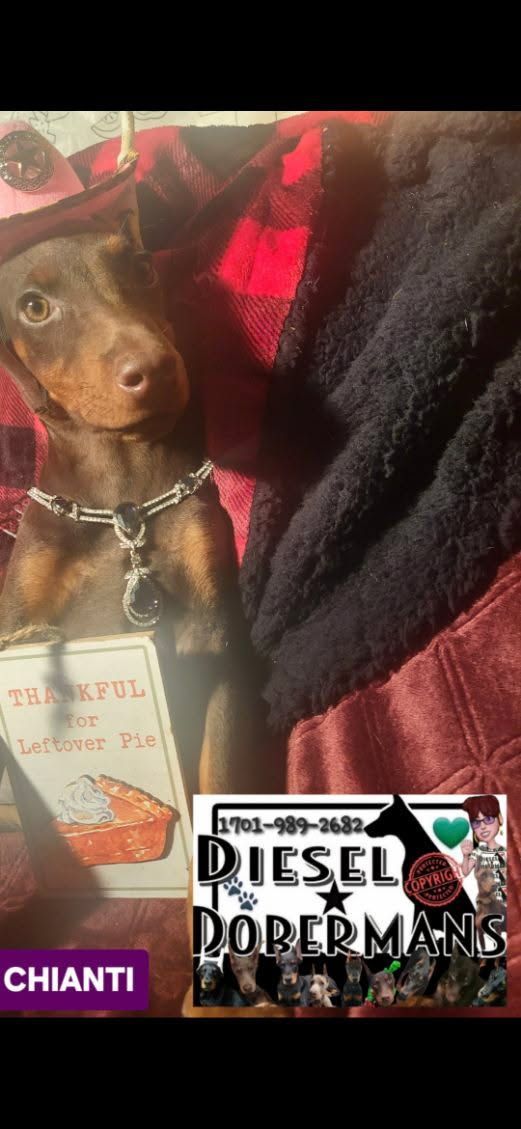 Small brown dog in a chain collar sitting on a red-and-black blanket beside a “Diesel Dobermans” label.